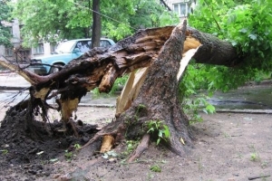 Упавшее дерево на Пролетарской